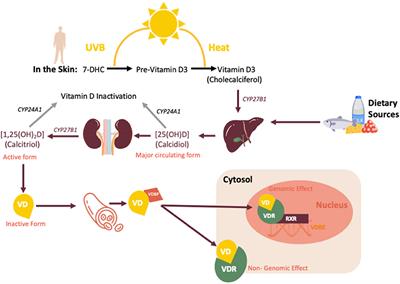 Vitamin D: A Potential Mitigation Tool for the Endemic Stage of the COVID-19 Pandemic?